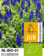 Muscari armeniacum.jpg